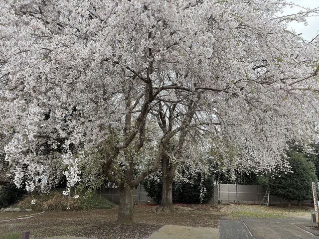IMG_6027.jpeg